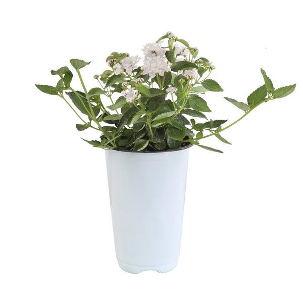 Costa Farms White Lantana Outdoor Flowers in 1 Qt. Grower Pot, Avg