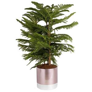 Norfolk Island Pine Plant in 10in. Two-Tone Decor Pot