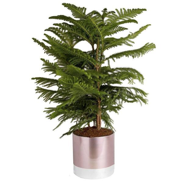 Costa Farms Norfolk Island Pine Indoor Plant in 10 in. Two-Tone Décor Pot, Avg. Shipping Height 3-4 ft. Tall