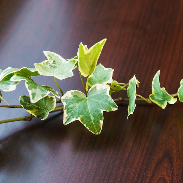 Perfect Plants Variegated English Ivy (Hedera Helix Variegata) 6
