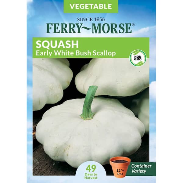 Ferry-Morse Squash Early White Bush Scallop Fruit Seed
