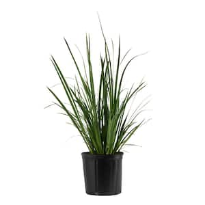 Outdoor Dietes Iris Giant Plant in 9.25 in. Grower Pot, Avg. Shipping Height 2 ft. to 3 ft. Tall