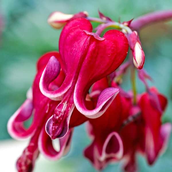 DIRECT GARDENING Burning Hearts Red and White Flowering Bleeding Heart Dormant Bare Root Perennial Starter Plant Roots (2-Pack)