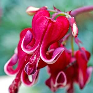 Burning Hearts Bleeding Heart (Dicentra), Live Bareroot Perennial Plant, White and Red Flowers (1-Pack)