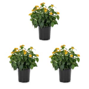 2 Qt. Yellow Lantana Annual Plant (3-Pack)