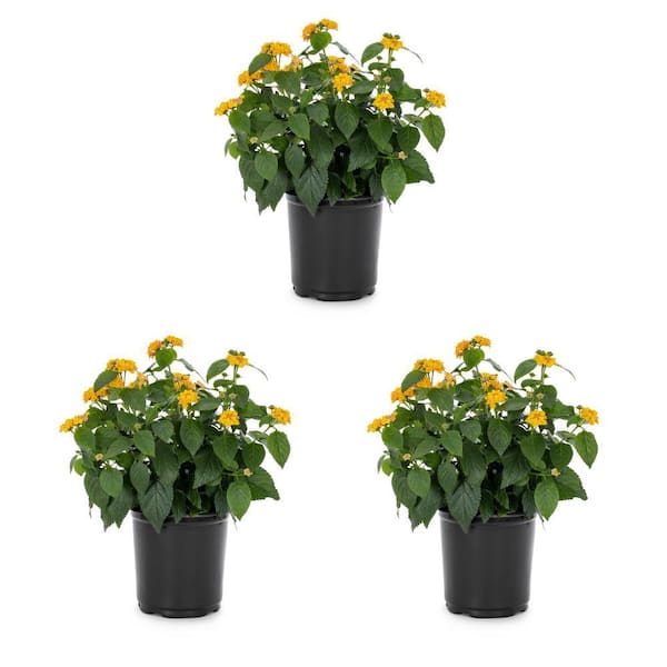 METROLINA GREENHOUSES 2 Qt. Yellow Lantana Annual Plant (3-Pack)