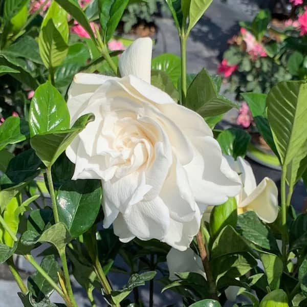 3 Gal. Veitchii Gardenia Flowering Shrub With White Blooms