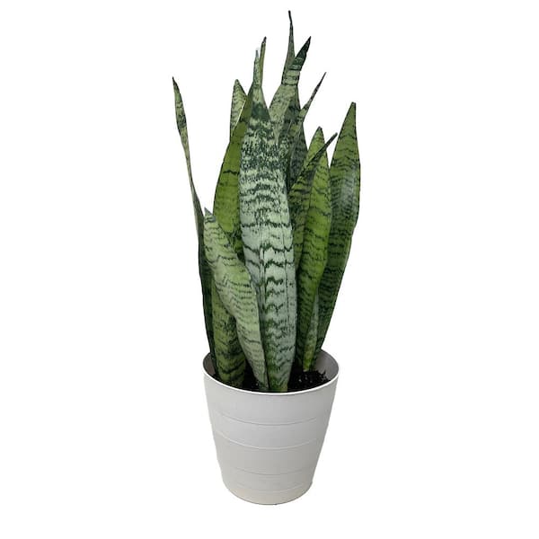 Vigoro 6 in. Snake Plant Laurentii (Sansevieria Trifasciata