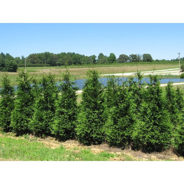 Online Orchards 5 gal. Green Giant Arborvitae with Among the