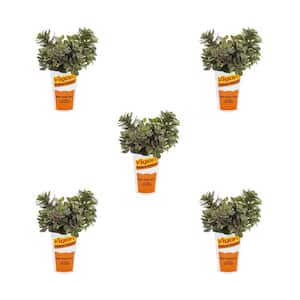 1.5-Pint Sedum Sunsparkler Dazzleberry Green Perennial Plant (5-Pack)