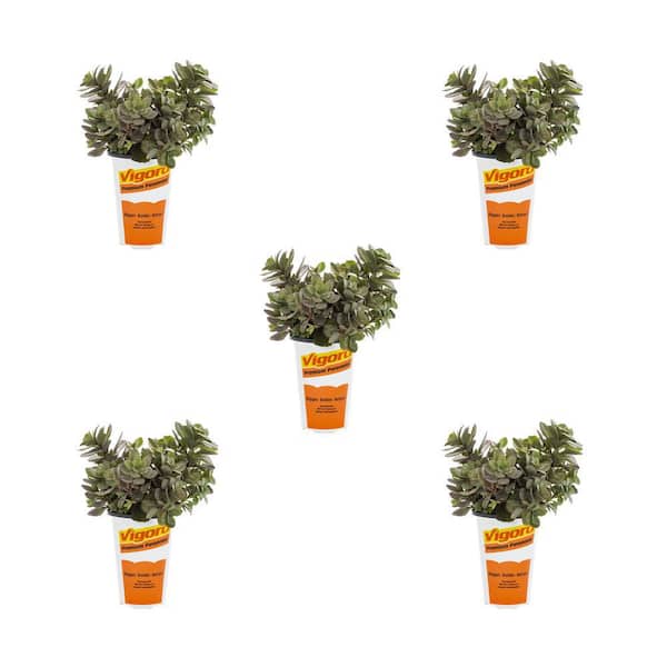 Vigoro 1.5-Pint Sedum Sunsparkler Dazzleberry Green Perennial Plant (5-Pack)