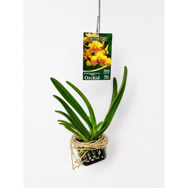 Vanda Orchid Plant 4 in. Packaged