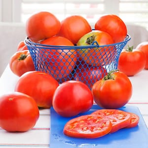 11.8 oz. Tomato-Celebrity