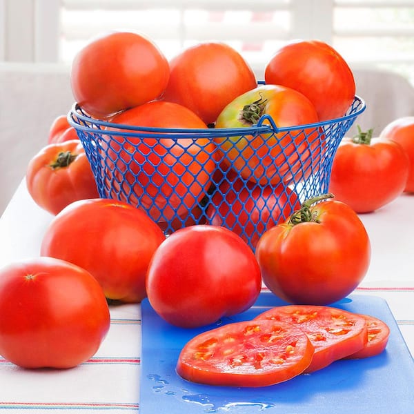 Bonnie Plants 11.8 oz. Tomato-Celebrity