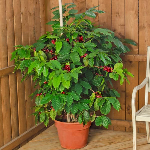 Dwarf Pacas Coffee Tree Potted Flowering Tropical Starter Plant (1-Pack)