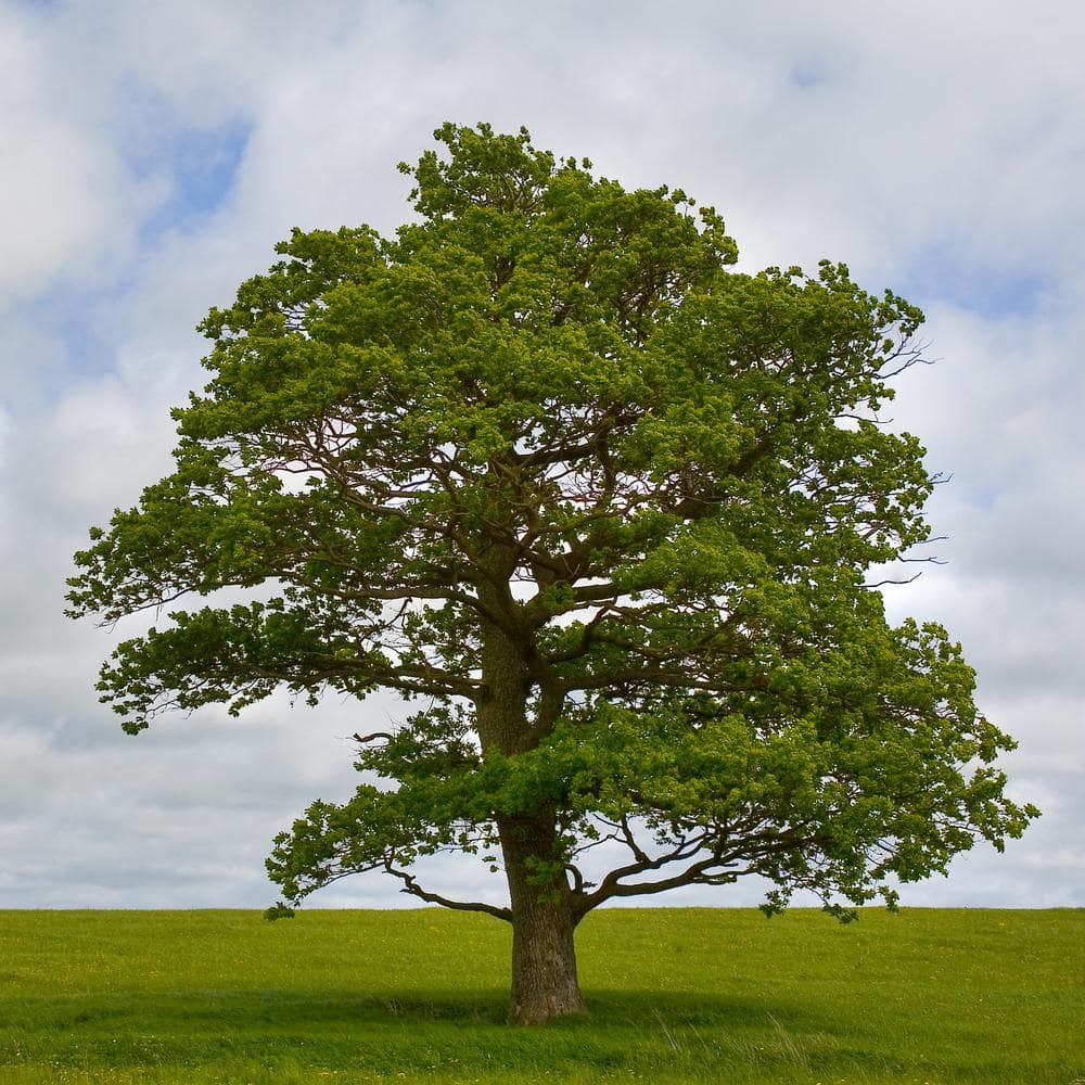2.25 Gallon Swamp White Oak Tree with Dark Green Leaves