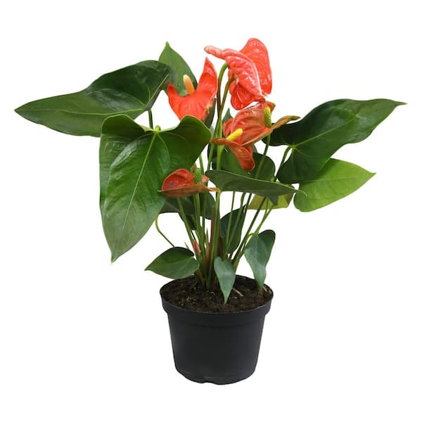 ALTMAN PLANTS Orange Flamingo Flower Anthurium (Approx 16-19 in. Tall), 6 in. Grower Pot, Easy Care Low Maintenance Live Indoor Plant