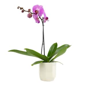 Live Orchid (Phalaenopsis) with Purple Flowers in 5 in. White Ceramic Pot for Live Houseplants