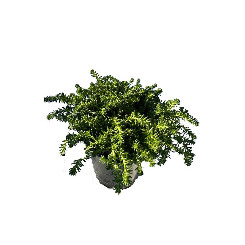Tasteless Stonecrop Succulent Plant in Pots (5-Pack)