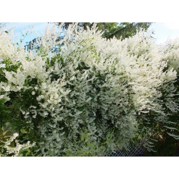 Wekiva Foliage Silver Lace Vine-Live Starter Vine in 2 Inch Growers Pot-Fallopia Aubertii-Outdoor Air Purifying House Plant Vine