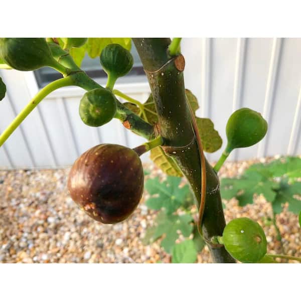 BELL NURSERY 3 Gal. 'Chicago Hardy' Fig (Ficus Carica) Live Fruit