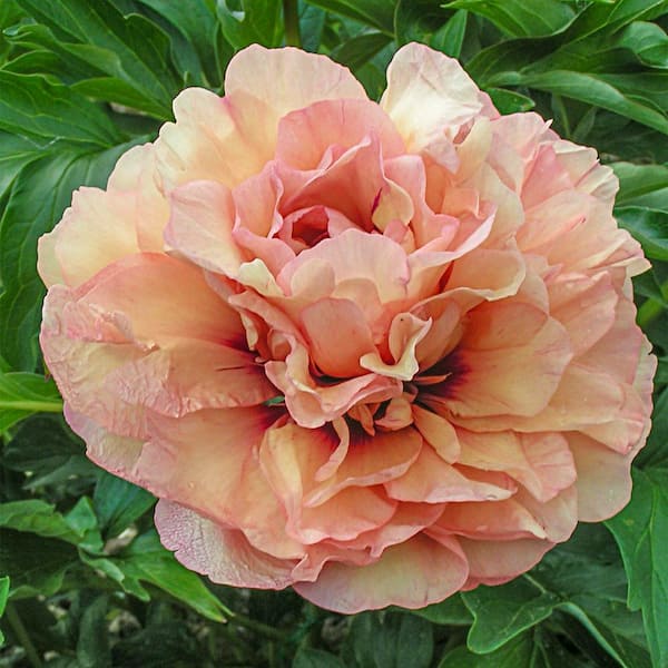 1 gal. Pot, Danse De Feu Itoh Peony Potted Red Flowering Perennial Plant (1-Pack)