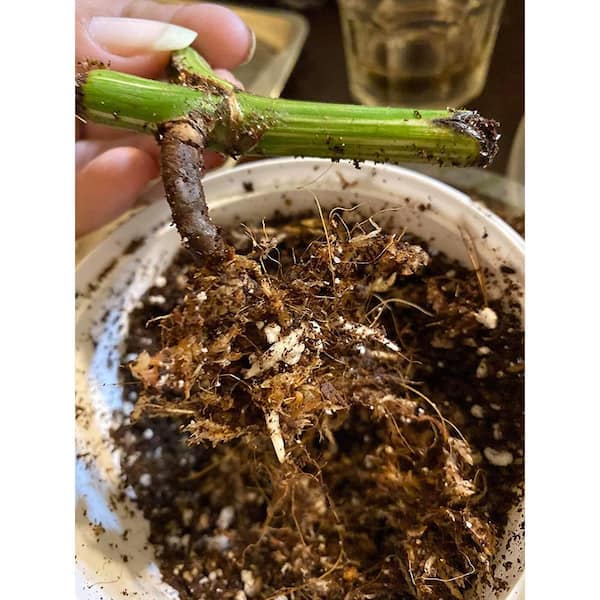 Potting Propagations 🌱 Sphagnum Moss to Coco Mulch 🌱 #planttok #plan