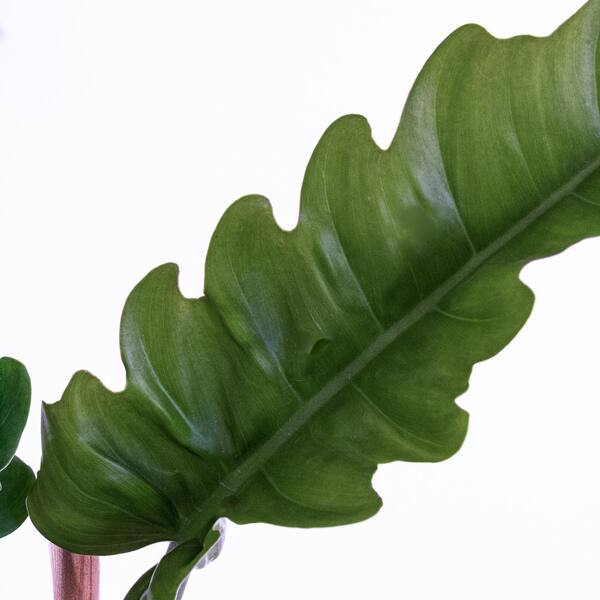 arabica plants Buy an Arabica Coffee Live Plant Indoor Statement Piece