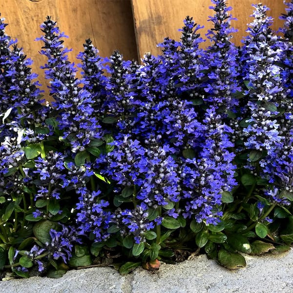 Spring Hill Nurseries Blueberry Muffin Ajuga Live Bareroot Perennial Groundcover Flowers Blue (1-Pack)