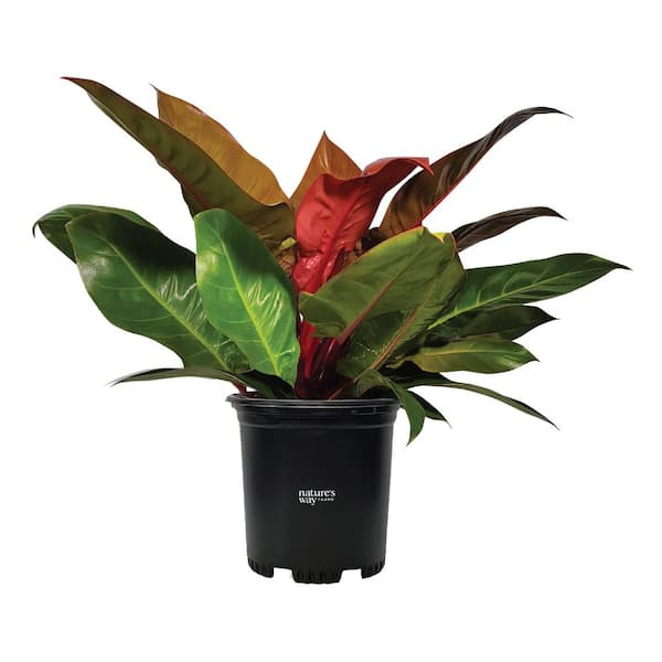 NATURE'S WAY FARMS philodendron Prince Of Org Live Outdoor Plant in 2 Gal Growers Pot Avg Shipping Height 2 ft. to 3 ft. Tall