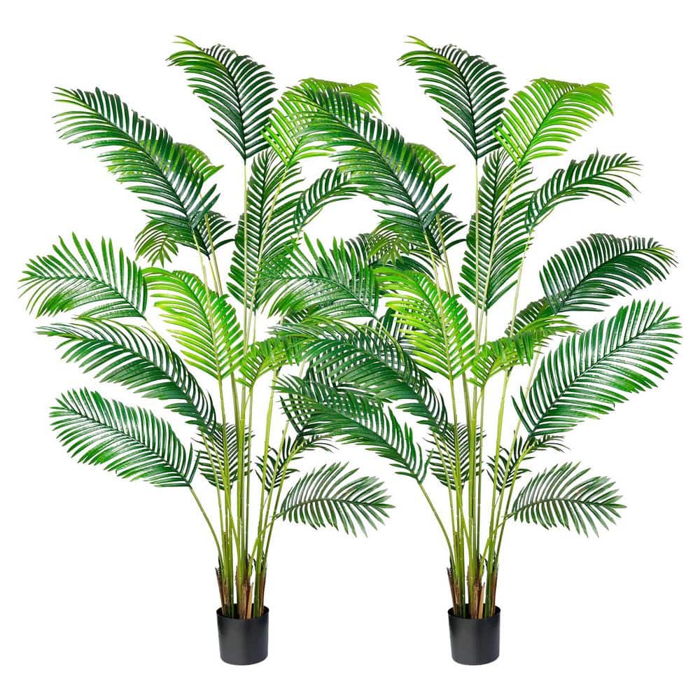 spider plant near me Spider Plant Hanging Basket: Pet Friendly Live Plant - (6” Pot) – Easy –  Altman Plants main image 0