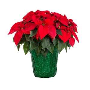 1.5 Gal. Christmas Poinsettia Red with Green Foil (1-Pack)