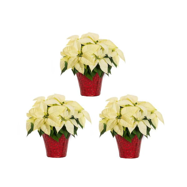 METROLINA GREENHOUSES 2 Qt. Christmas Poinsettia White w/Red Foil (3-Pack)