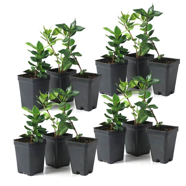 jasmineページ Amazon.com : 2 Mixed Jasmine Plants Live 4 to 7 Inches