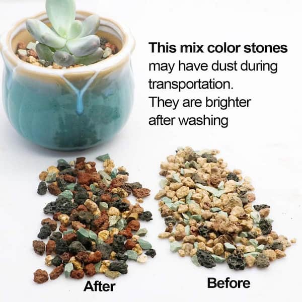where can i buy succulent plants Mini Succulents (2in pots) – In Succulent Love main image 1