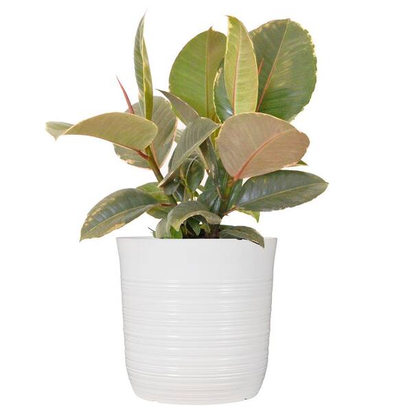 United Nursery Rubber Plant Ficus Tineke Plant 24 In To 34 In Tall In 10 In White Decor Pot 00137 The Home Depot United Nursery Rubber Plant Ficus Tineke Plant 24 In To 34 In Tall In 10 In White Decor Pot 00137 The Home Depot