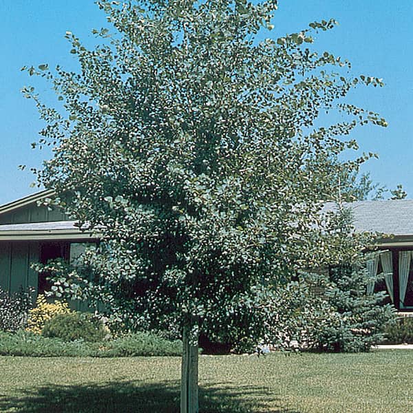 Unbranded 3.58 Gal. Populus Tremuloides Deciduous Tree