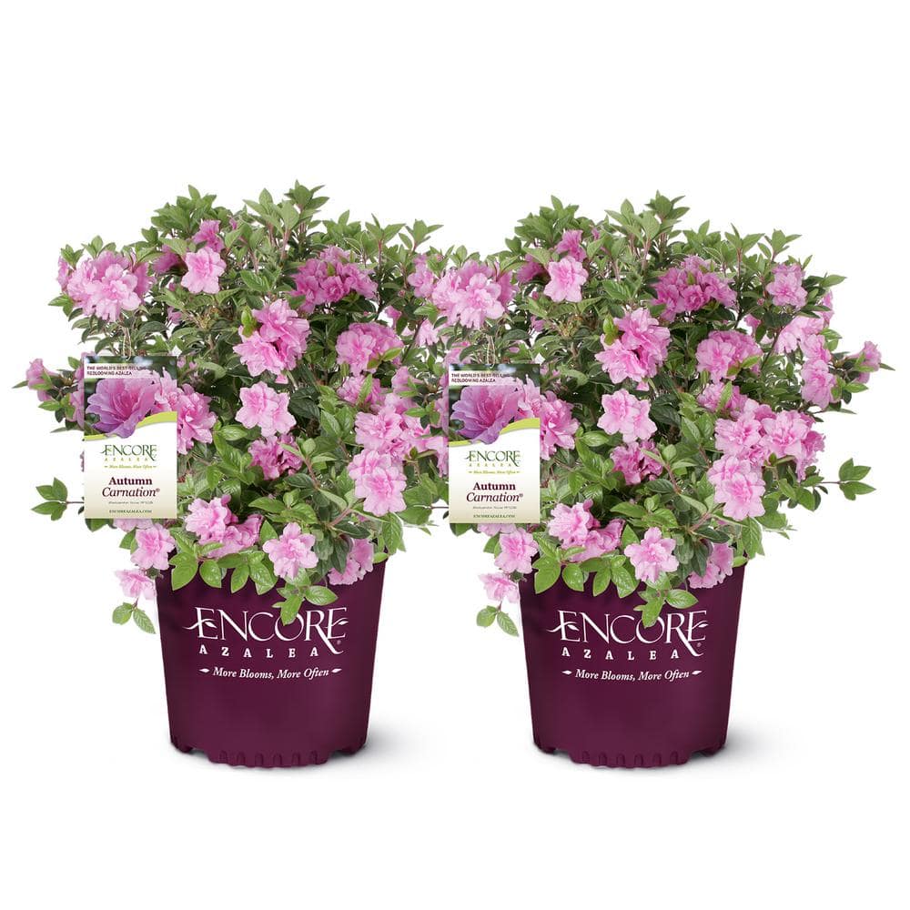 ENCORE AZALEA 1 Gal. Autumn Carnation Shrub with Semi Double Pink