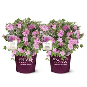 1 Gal. Autumn Carnation Shrub with Semi Double Pink Flowers (2-pack)
