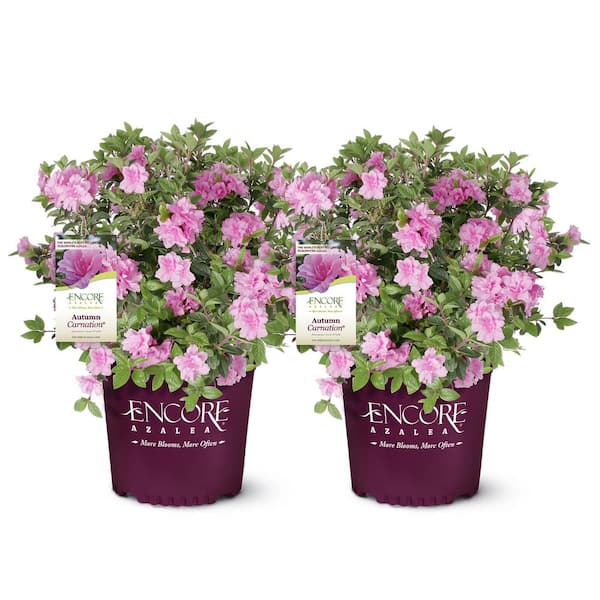 ENCORE AZALEA 1 Gal. Autumn Carnation Shrub with Semi Double Pink Flowers (2-pack)