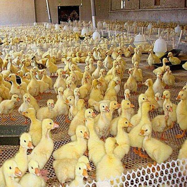 Wellco 3.3 ft. x 50 ft. Chicken Plastic Net Farming Plastic Net Plastic Poultry Fence 0.7 in. mesh White