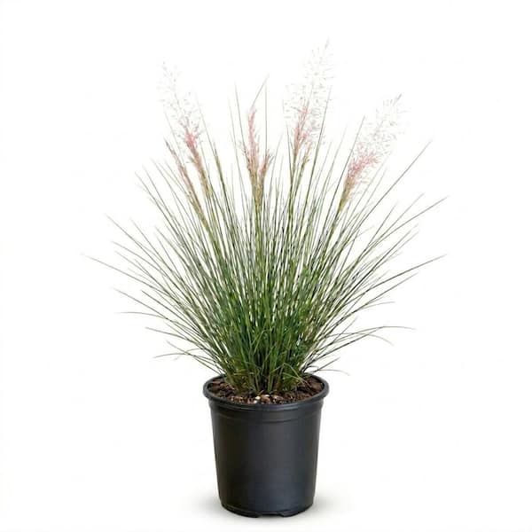 2.5 qt. Pink Muhly Grass (Muhlenbergia Capillaris) - Live Native Perennial Plant