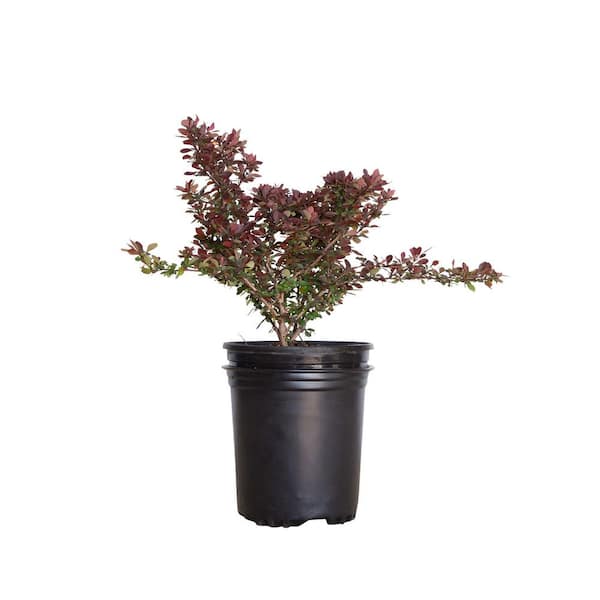FLOWERWOOD 2.5 Qt. Crimson Pygmy Barberry Dwarf Shrub with Purple Foliage and Red Berries