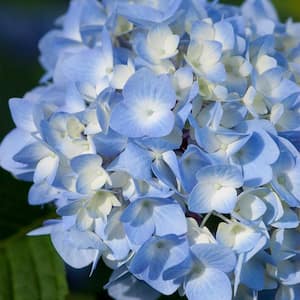 1 Gal. The Original Reblooming Hydrangea Flowering Shrub with Pink or Blue Flowers
