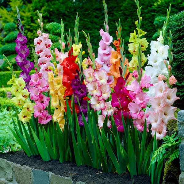 Garden State Bulb 10/12cm, Gladiolus Rainbow Mix Flower Bulbs (Bag of 50)