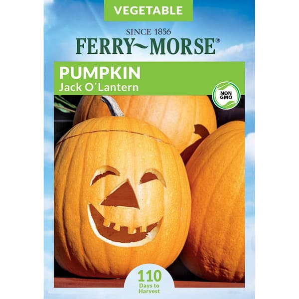 Ferry-Morse Pumpkin Jack O'Lantern Fruit Seeds