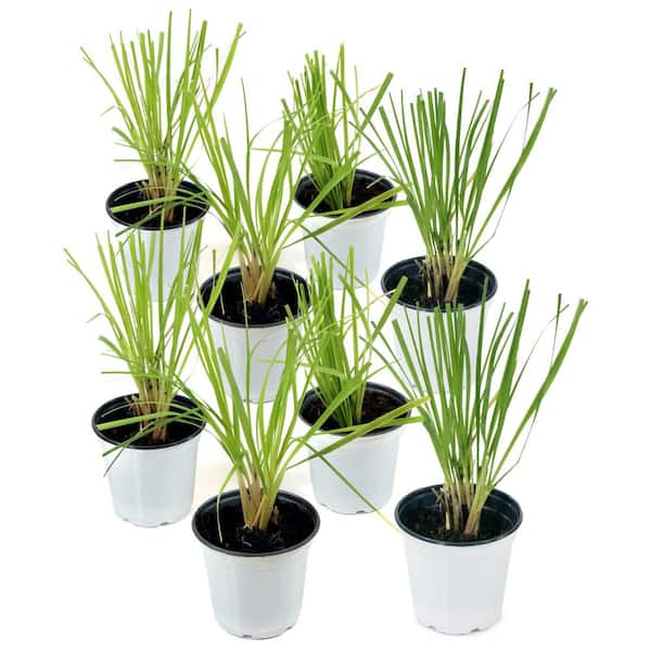 national PLANT NETWORK 4 in. Lemongrass Plant (8-Pack)