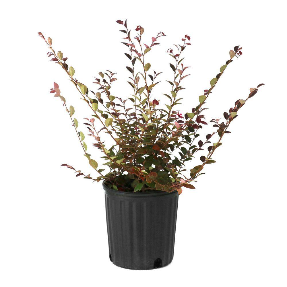 national PLANT NETWORK 1 gal. Loropetalum Daruma Chinese Fringe