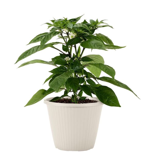 Organic Hot Burrito Pepper 94 gal. Live Plant