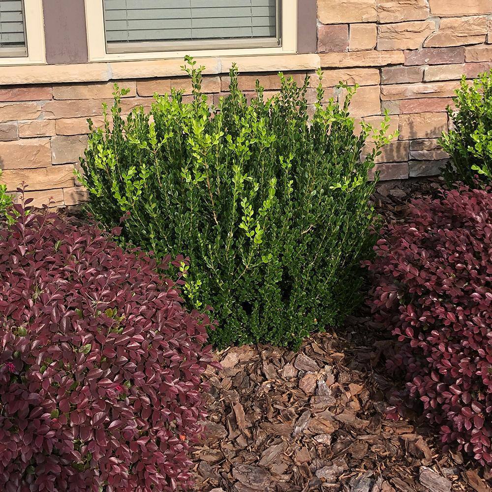 EverGreen Compact Boxwood Shrub, 48" Height, Dark Green
